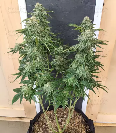 Gorilla SFV OG (Expert Seeds) feminized seeds