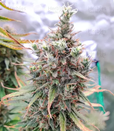 Semi femminizzati Hawaii Maui Waui