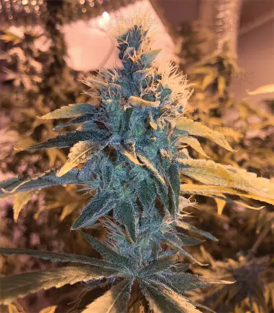 Kushberry feminized seeds