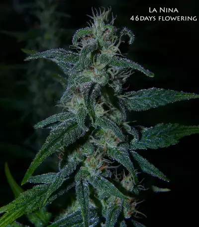 La Niña regular (Mr. Nice Seedbank)