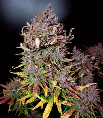 Graines féminisées de LSD-25 Auto (Fast Buds)