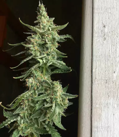 O.G. Kush Autoflower feminized seeds (Seedstockers)