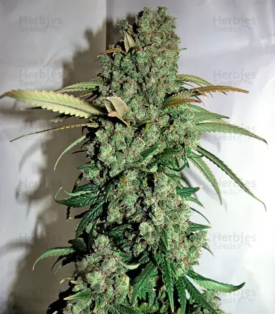 Orange Sherbert Seeds