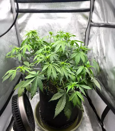 Papaya Cookies Auto Seeds