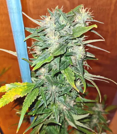 Pumpkin Kush Seeds
