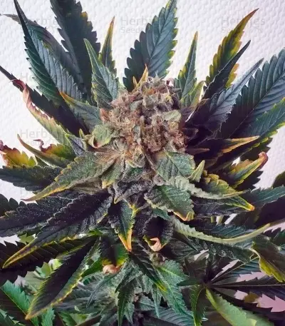 Sensi Star (Paradise Seeds)