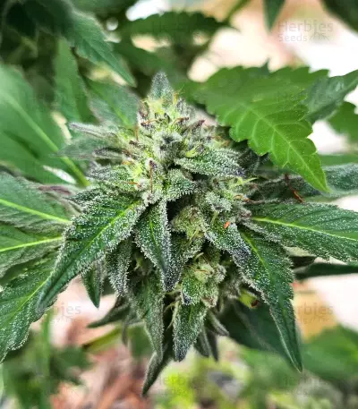 Semillas Feminizadas Sour Diesel x OG Kush (Seedkeepers)
