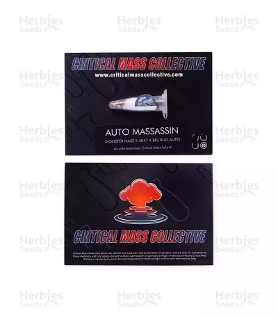 Auto Massassin Seeds