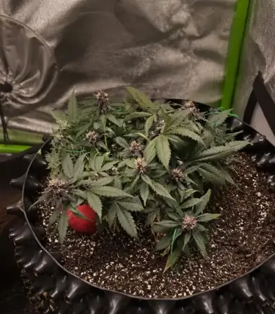 Auto Strawberry Soda Seeds (Dutch Passion)