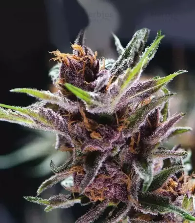 Black Cherry Punch Seeds