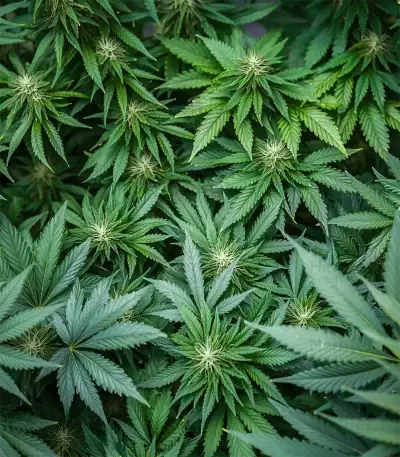 Blue Spider (Zambeza Seeds)