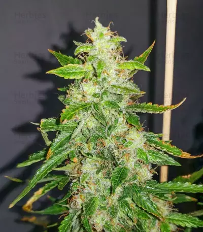 Brain's Escape feminized seeds