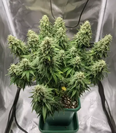 Bruce Banner Seeds
