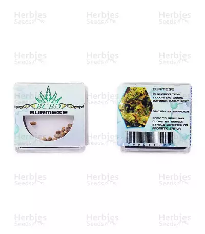 Graines de cannabis Burmese regular (BC Bud Depot Seeds)