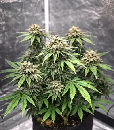 Ceres Kush Seeds