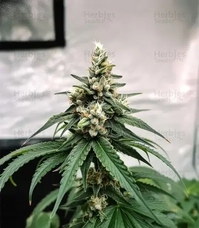 Cookie Casket Seeds