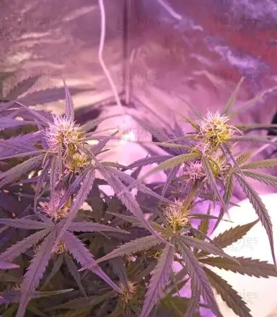 Semi femminizzati Cristal Paradise