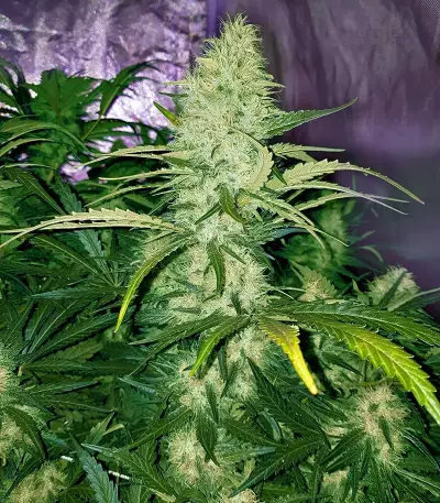 Critical Purple Kush feminized seeds