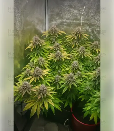 Fat Bastard Seeds