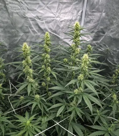 Gelato #33 Fast feminized seeds