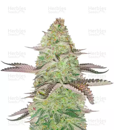 Girl Scout Cookies