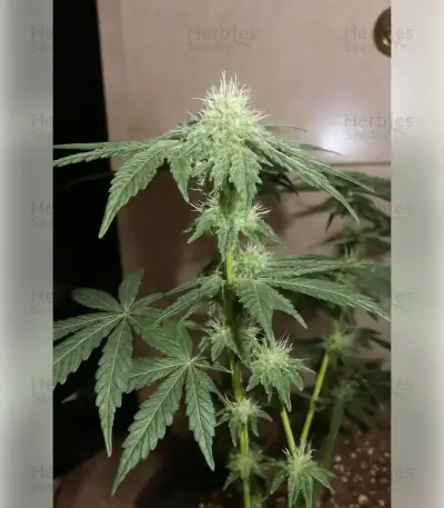 Granddaddy Purple Seeds