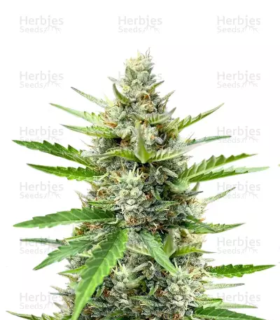 Semillas Feminizadas Humboldt Dream Autoflower (Humboldt Seed Company)