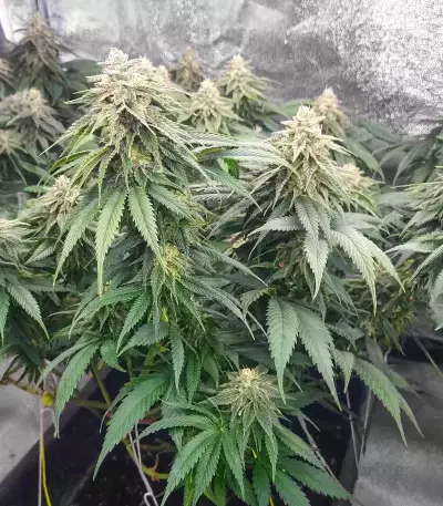 Humboldt Headband Autoflower Feminized Seeds (Humboldt Seed Company)