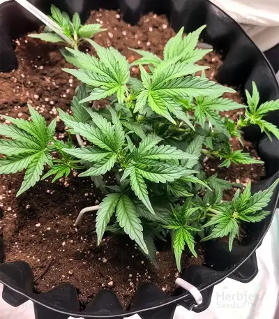 Ice Cream Cake Auto Seeds