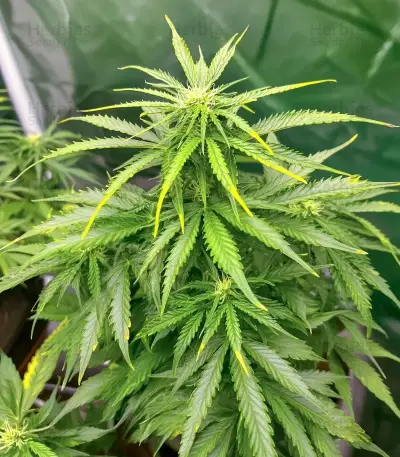Mac #1 Auto Seeds