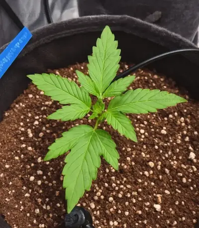 Sementes Feminizadas de Mango Frost Auto (Fast Buds)