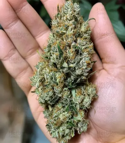 Mimosa Auto Seeds