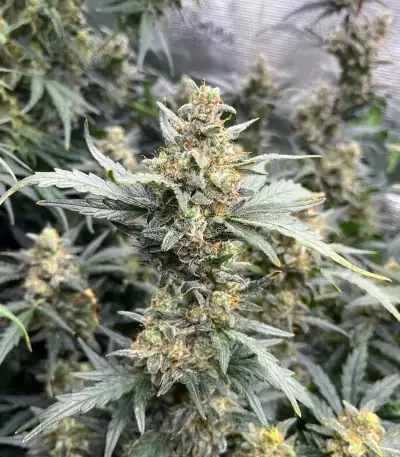 Mimosa Automatic Seeds (Royal Queen Seeds)