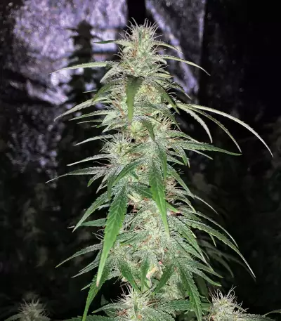 Graines de cannabis Monkey GG#4 Original Glue (Growers Choice)