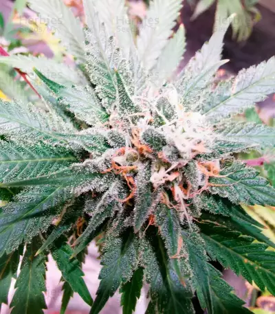 Monster Gorilla Glue (Monster Genetics)