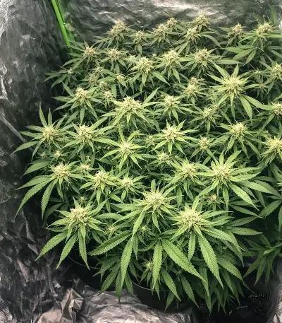 OG Critical (Emerald Triangle Seeds)
