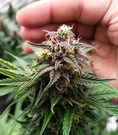 Oreoz feminized seeds
