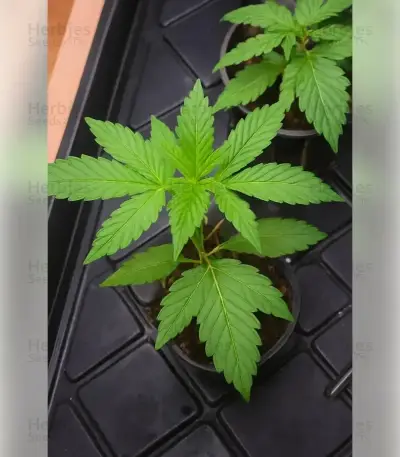 Semillas Feminizadas Permanent Marker (Blimburn Seeds)
