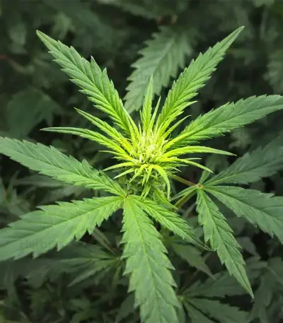 Psychotropic Mass feminized seeds
