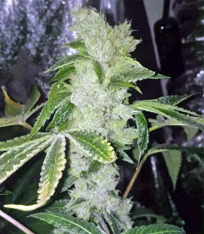 Pure Kush Seeds (Original Sensible Seeds)