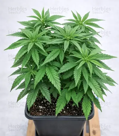 Semi Femminizzati Purple Mango Kush (Delicious Seeds)