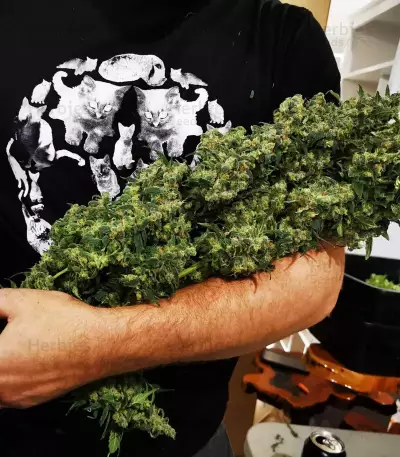 Shiskaberry Feminized Seeds (Barney’s Farm)