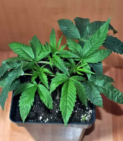 Silver LA Seeds