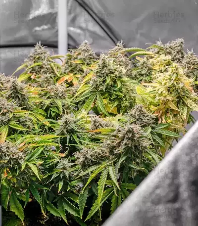 S.O.D.K Auto feminized seeds