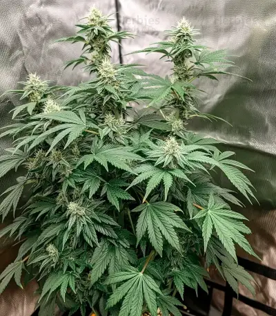 Air Lemon (Super Lemon Haze x RS11) Seeds