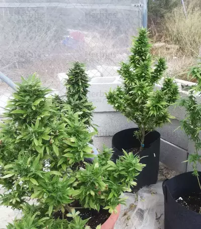 THC Pro Seeds