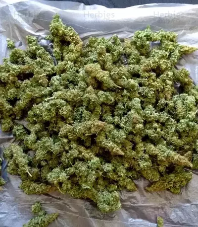 Triple Cheese Seeds - Cannabis Strain Seeds for Sale