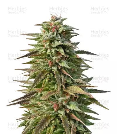 Trippy Gorilla Autoflowering feminized seeds