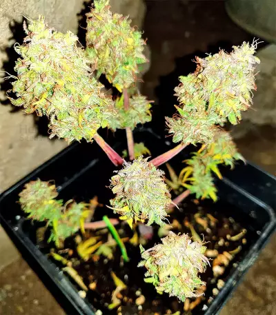 White Widow feminized seeds (Seedstockers)