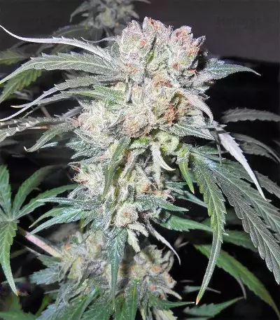 Zamaldelica x Kali China (Ace Seeds)